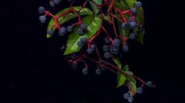 Olgun meyveli Partenocissus quinquefolia