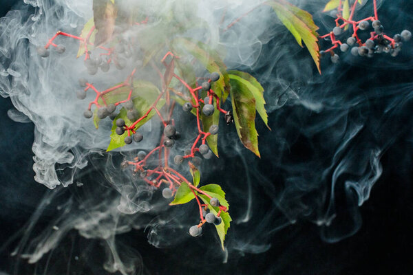 Parthenocissus quinquefolia with ripe fruits in art smoke