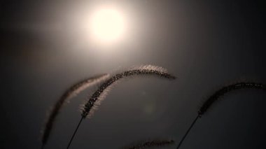 Sonbaharda vahşi bir arazide Setaria pumila