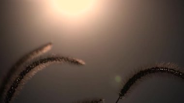 Sonbaharda vahşi bir arazide Setaria pumila