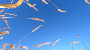 Sonbaharda vahşi bir arazide Setaria pumila