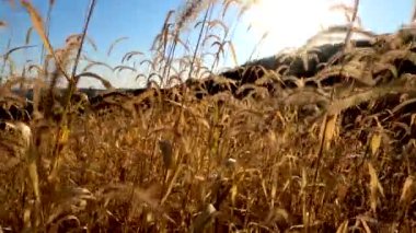 Sonbaharda vahşi bir arazide Setaria pumila