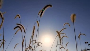 Sonbaharda vahşi bir arazide Setaria pumila