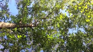 Aşağıdan sonbahar kayın ormanı manzarası