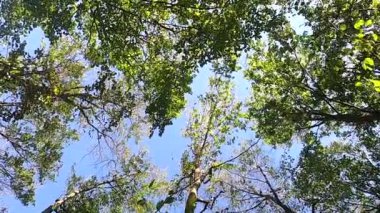 Aşağıdan sonbahar kayın ormanı manzarası