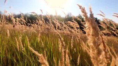 Rüzgarda sallanan Calamagrostis epigejos