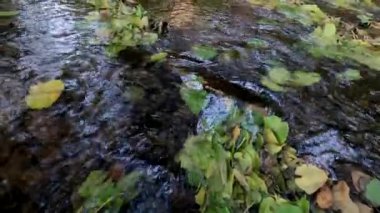 Bir dağ deresinde düşen yapraklar yığını