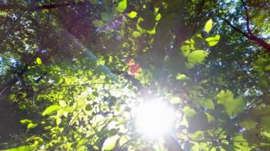 Güneş ışınları bir ağacın tacını delip geçer.