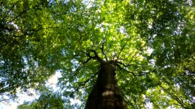 Kayın ormanında kocaman bir ağaç.