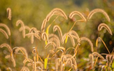 Sonbaharda vahşi bir arazide Setaria pumila
