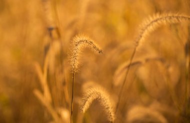 Sonbaharda vahşi bir arazide Setaria pumila