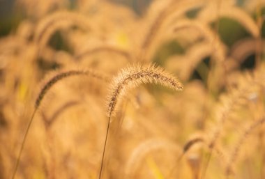 Sonbaharda vahşi bir arazide Setaria pumila