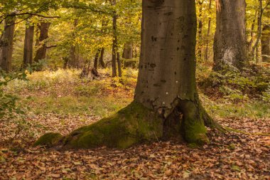 Kayın ormanında kocaman bir ağaç.