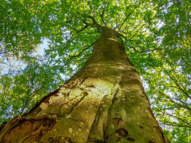 Kayın ormanında kocaman bir ağaç.