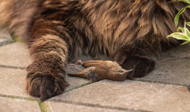 Maine Coon and a small dead bird clipart