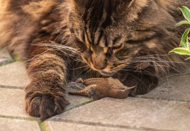 Maine Rakunu ve küçük ölü bir kuş