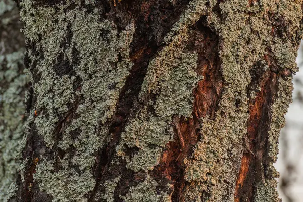 The lichen has captured the trunk of the tree