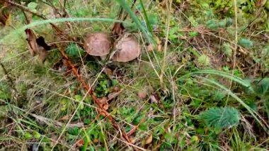 Sonbahar ormanında Aspen boletus