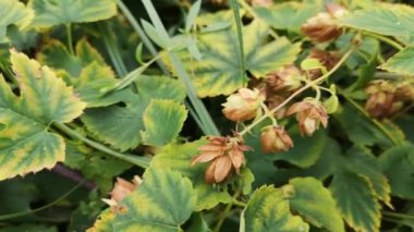 Ormanda meyveli liana.