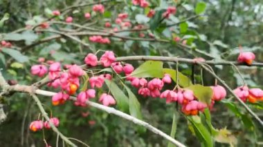 Avrupa Milli Ağacı Euonymus Avrupaeus meyveleri