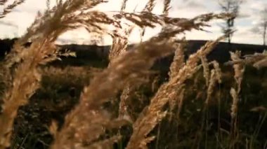 Rüzgarda sallanan Calamagrostis epigejos