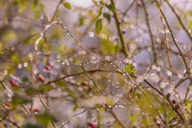 Sonbahar yağmurdan sonra gül kalçalar