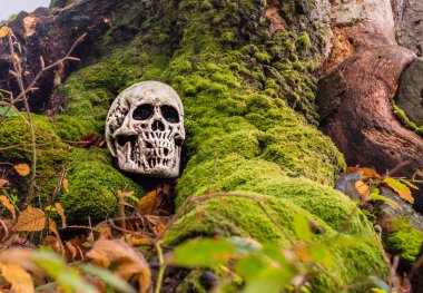 Yaşlı bir ağacın yanında sahte bir insan kafatası.