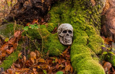 Yaşlı bir ağacın yanında sahte bir insan kafatası.