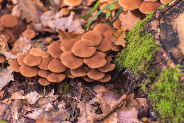 mantar sonbahar ormandaki grubu