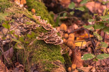 Tree trunk affected by the fungus Trametes versicolor clipart