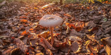 Ormanda güneş şemsiyesi mantarına yakın çekim