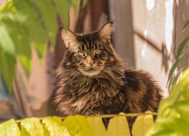 Portrait of a Maine Coon marbled color