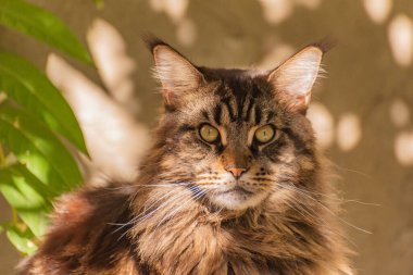 Bir Maine Rakunu 'nun portresi mermer rengi