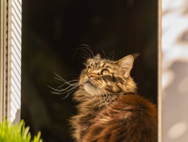 Bir Maine Rakunu 'nun portresi mermer rengi