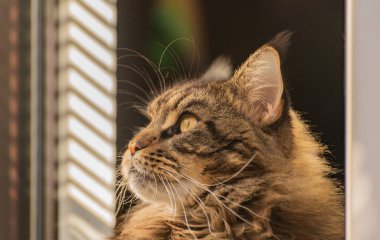 Bir Maine Rakunu 'nun portresi mermer rengi