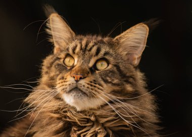 Portrait of a Maine Coon marbled color