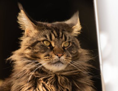 Portrait of a Maine Coon marbled color