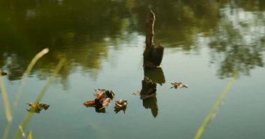 Güneşli bir günde sonbahar gölü manzarası