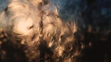 Asclepias syriaca 'nın kuru tohumları Sonbahar rüzgarında