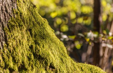 Dağdaki bir sonbahar ormanındaki dev bir meşe ağacının gövdesi.