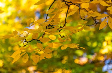 Carya kordiforis ağacı dağ sonbahar ormanında