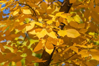 Carya kordiforis ağacı dağ sonbahar ormanında