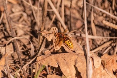 Düşen yapraklarda yaralı bir eşek arısı.