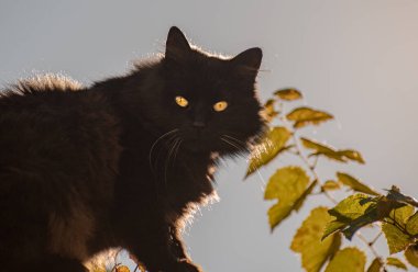 Sarmaşıkta evcil tüylü kedi