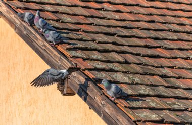 Şehirli güvercinlerin ailesi güneşli bir sonbahar gününde