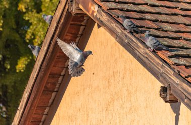 Şehirli güvercinlerin ailesi güneşli bir sonbahar gününde