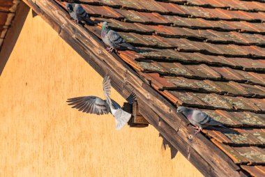 Şehirli güvercinlerin ailesi güneşli bir sonbahar gününde