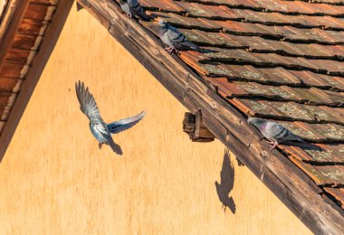 Şehirli güvercinlerin ailesi güneşli bir sonbahar gününde