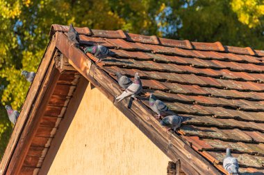 Şehirli güvercinlerin ailesi güneşli bir sonbahar gününde