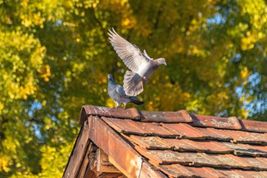 Family of city pigeons on a sunny autumn day clipart